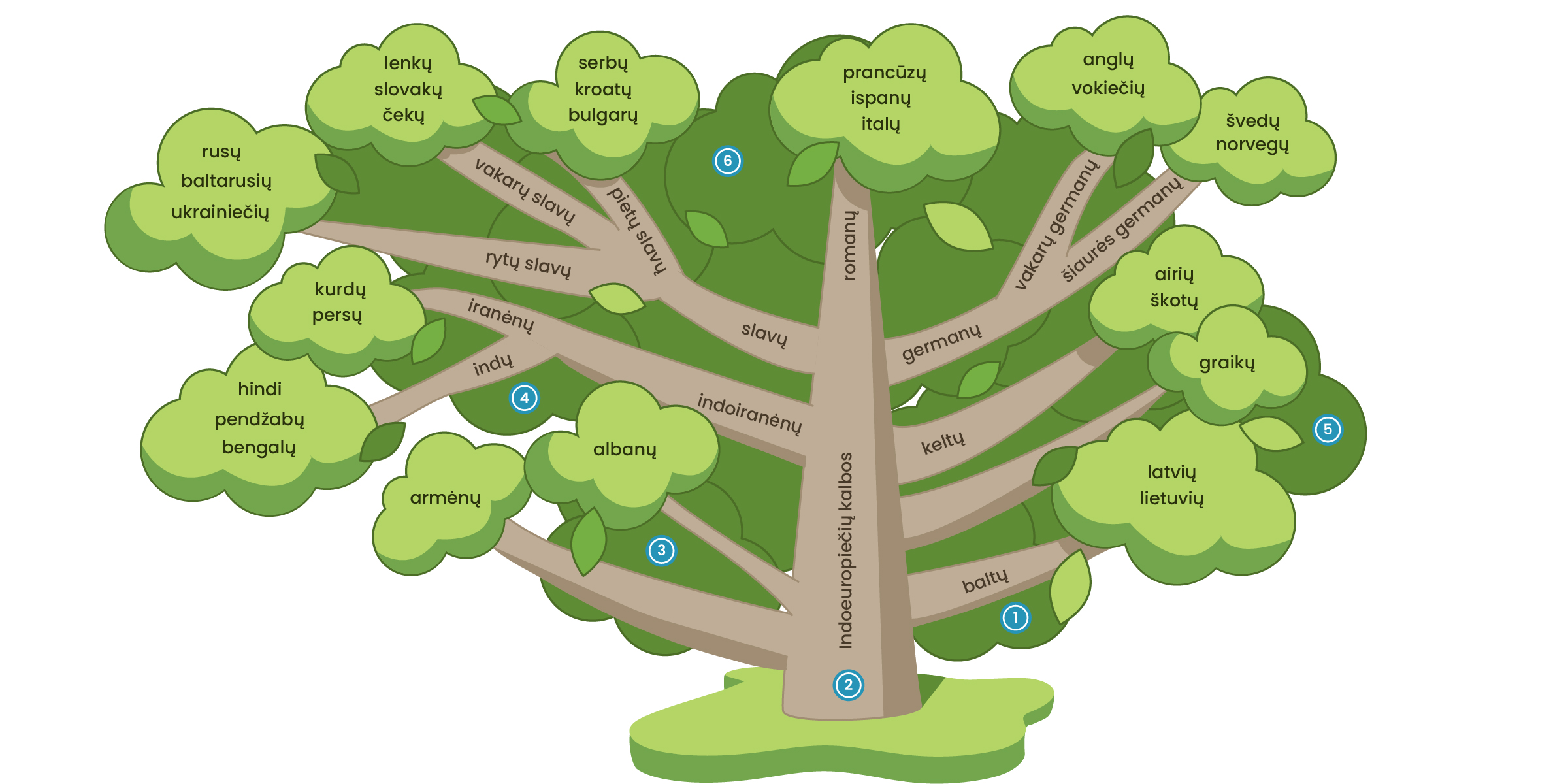 Medžio iliustracija, kurios kamienas indoeuropiečių kalbos, kuris skirstosi į: armenų albanų indoiranėnų (indų: hindi, pendžabų, bengalų ir iranėnų: kurdų, persų) slavų (rytų slavų: rusų, baltarusų, ukrainiečių ir vakarų slavų: lenkų, slovakų, čekų bei pietų slavų: serbų, kroatų, bulgarų) romanų (prancūzų, ispanų, italų) germanų (vakarų germanų: anglų, vokiečių ir šiaurės germanų: švedų, norvegų) keltų (airių, škotų) graikų baltų (latvių, lietuvių)